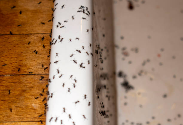 Pest Prevention Services in Durand, WI